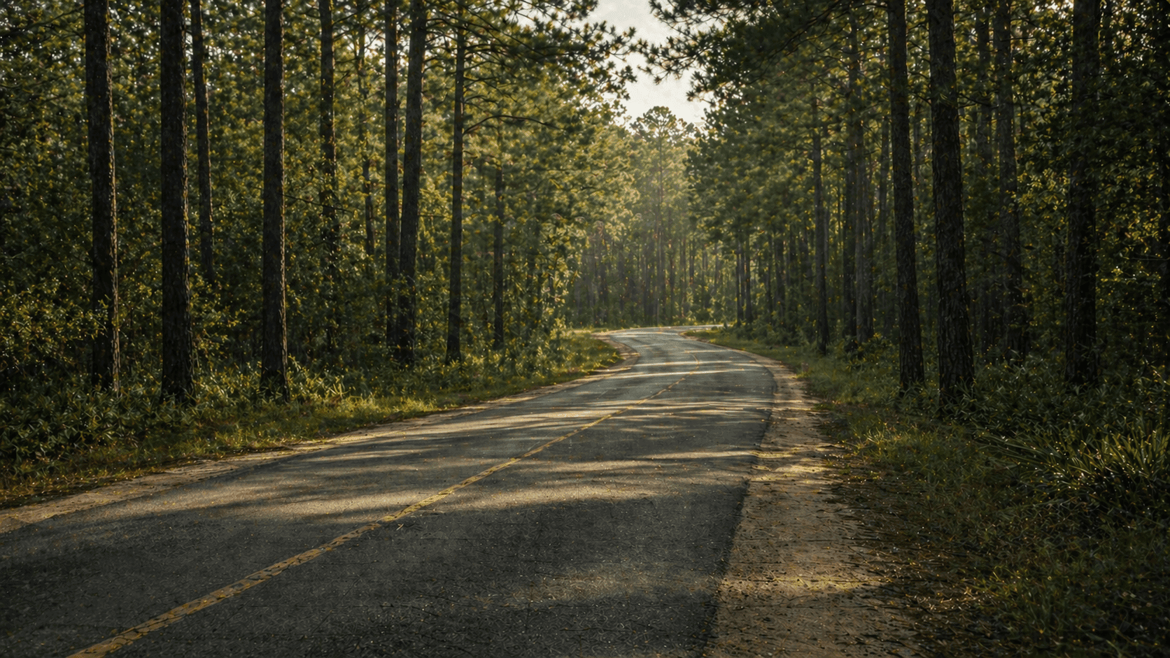 A winding rural Louisiana road through pine forest on a quiet morning with dappled light through the canopy